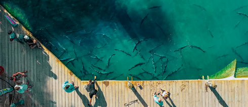 Tarpon Feeding Experience