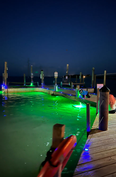 Tarpon Feeding Experience