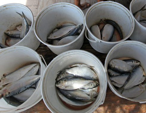 Tarpon Bait Bucket