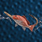 Red Snapper Hat Hook - Robbie's of Islamorada